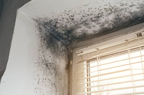 Affordable Mold Removal solutions in Paris, IL